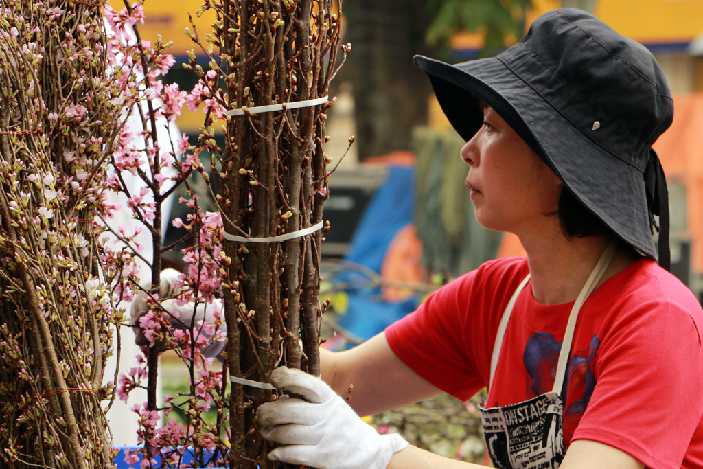 [Image: Hoa-anh-dao-Nhat-ruc-sac-giua-tiet-xuan-Ha-Noi.-5.JPG]