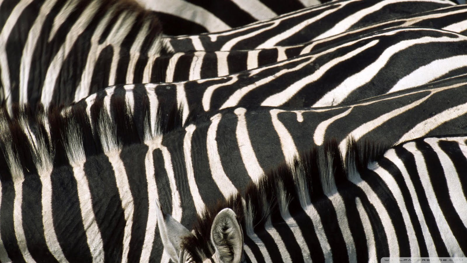Zebra Wallpapers|Zebra Images|Zebra Photos|Zebra Pictures ~ High