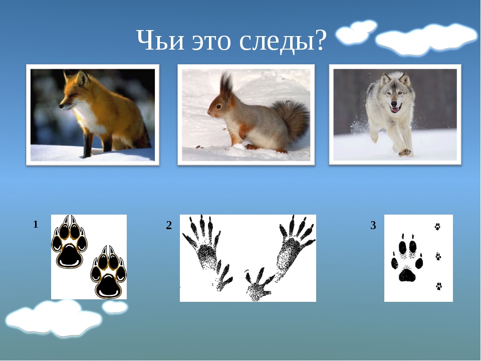Картинки следы животных для детей игра найди чьи следы
