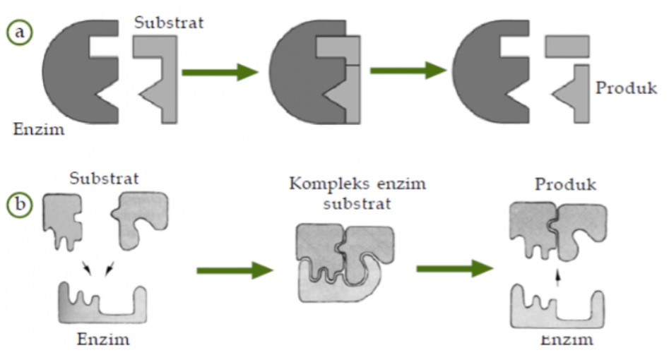 H A M S A: Sifat, Struktur dan Cara Kerja Enzim
