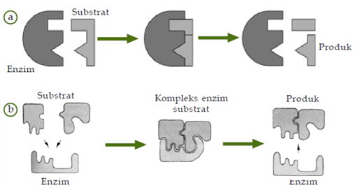 H A M S A: Sifat, Struktur dan Cara Kerja Enzim