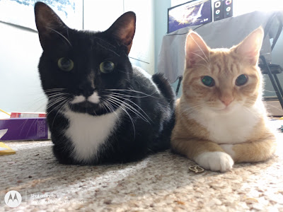 tuxedo and orange tabby cats side by side. Perfect in every way.