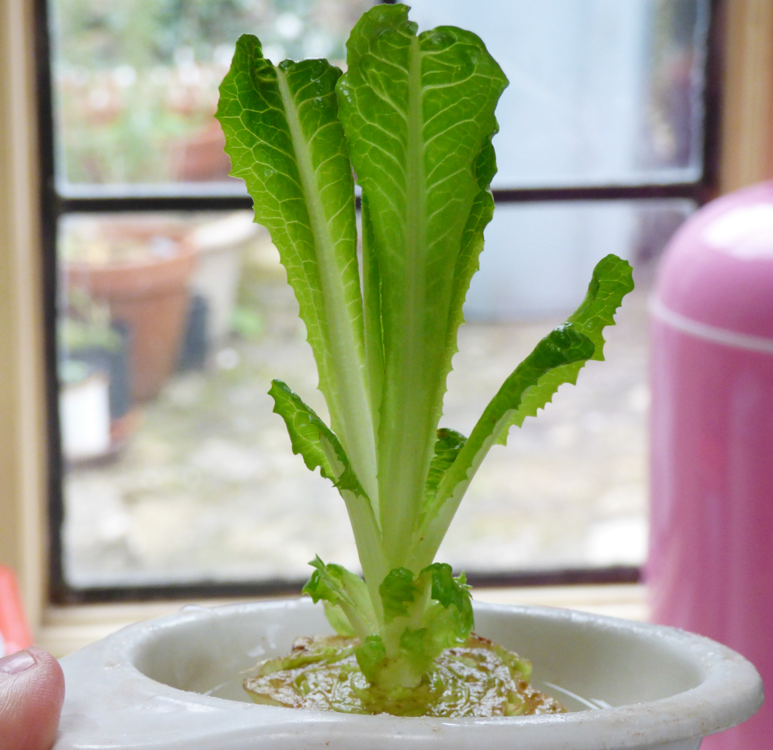 Chez Maximka Regrowing lettuce from a stem is it worth it?