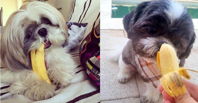 A importância da banana para a alimentação do SHIH TZU