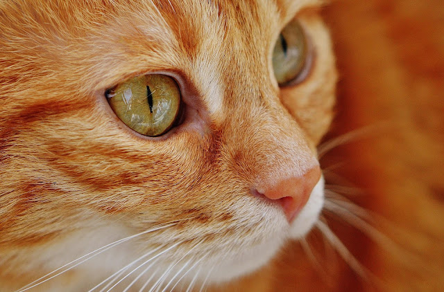 Bisakah Mengobati Kucing Keracunan dengan Air Kelapa?
