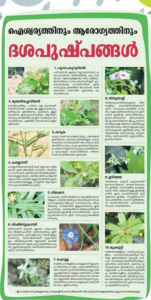 Dasapushpam Ten Flowers Dasapushpam Flowers In Kerala Hindu Blog