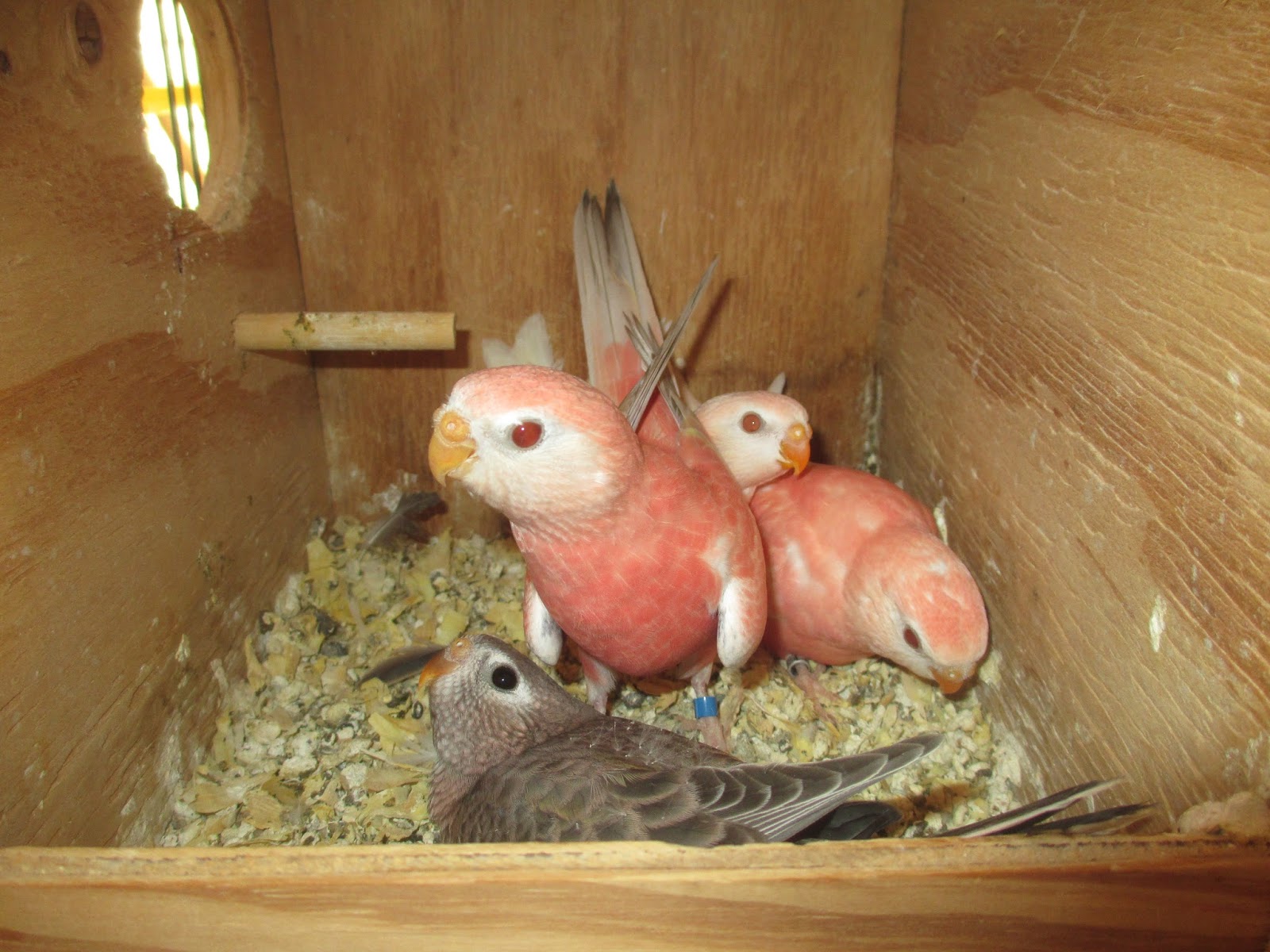 The Splendid Bourke Bird Blog Bourke Parakeet Babies, Four Different