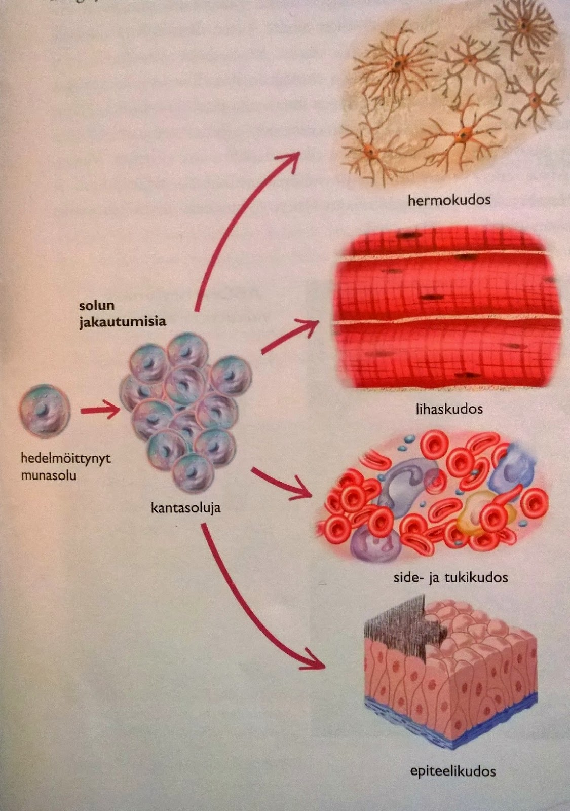 Kurssi 4, ihmisen biologia: Kappale 3, Ihminen on monisoluinen eliö.