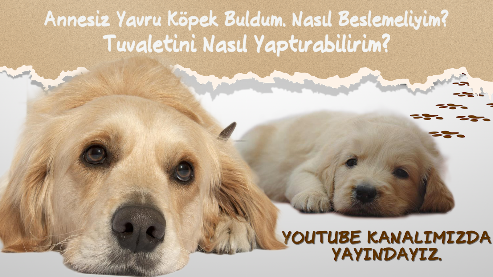 köpeklere kaç öğün yemek verilir