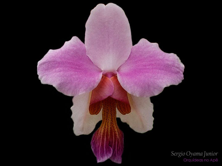 Orquídeas no Apê: Orquídea Vanda teres