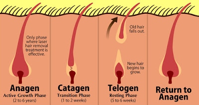 Anagen phase, Catagen phase, Telogen Phase