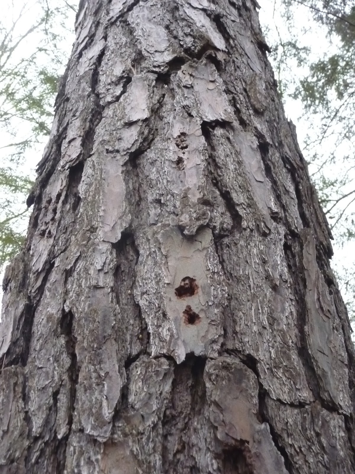 Bluebird Day Pitch Pine at Arms Grant