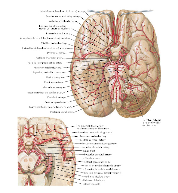 Arteries of Brain: Inferior Views Anatomy