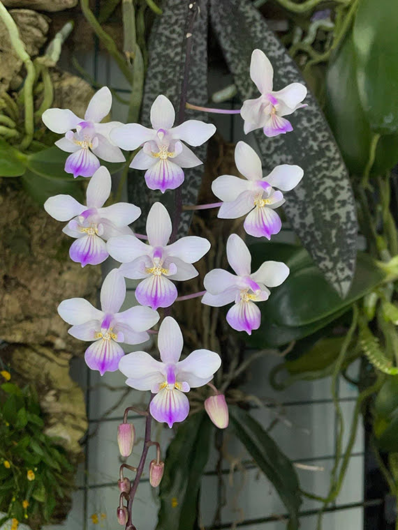 Phalaenopsis lindenii Loher