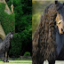 Conheça Frederik, o Grande, o cavalo-galã mais bonitão do mundo