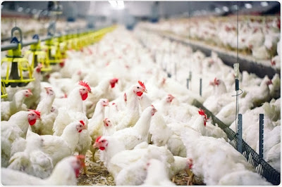 Broiler chicken farming business