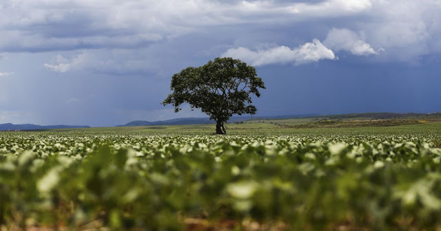 São Desidério volta a ser município com maior valor gerado na agricultura, diz IBGE