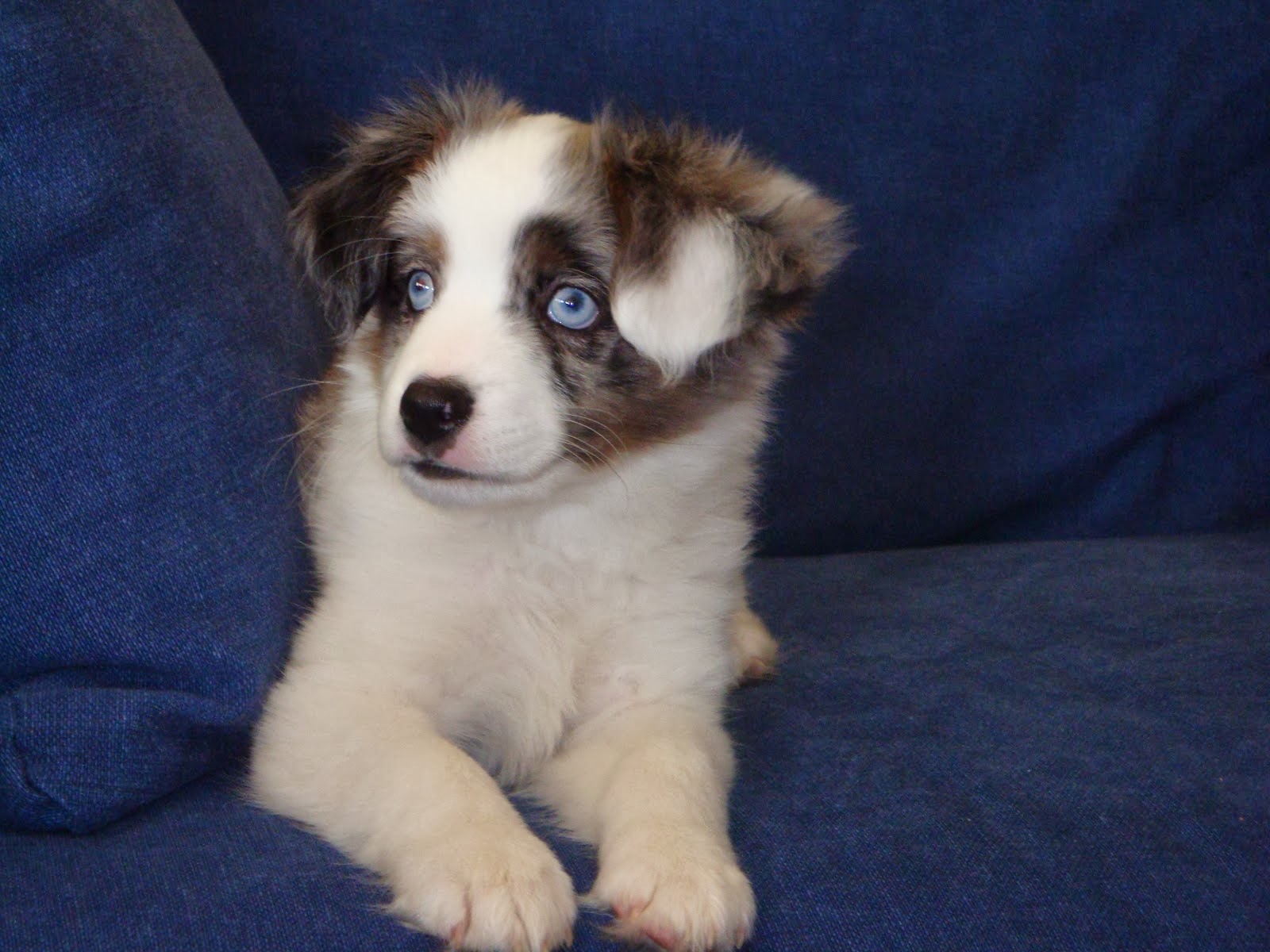 Shiloh Our Mini Australian Shepherd