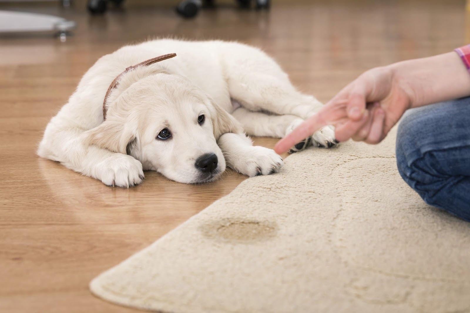 JCB Interiors Removing Pet Stains and Odors from Carpeting