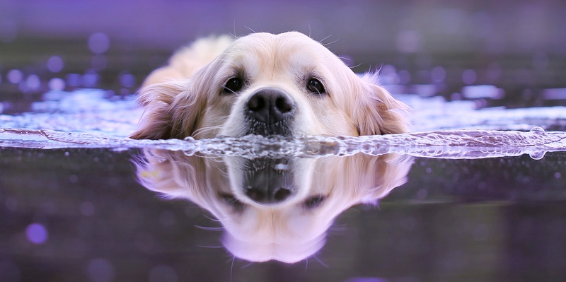 Alles Fur Die Katz Ahm Den Hund Oder Upcycling Dienstag