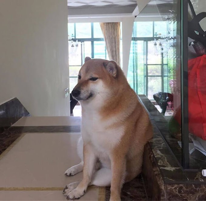 Balltze, el famoso perro de los memes mejor conocido como “Cheems”