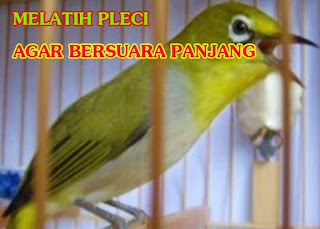 Melatih Burung Pleci Agar Memiliki Kicauan Nyaring Dan Panjang