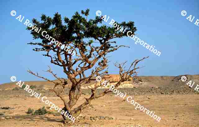 Frankincense | AlRoyal Corporation - Oman