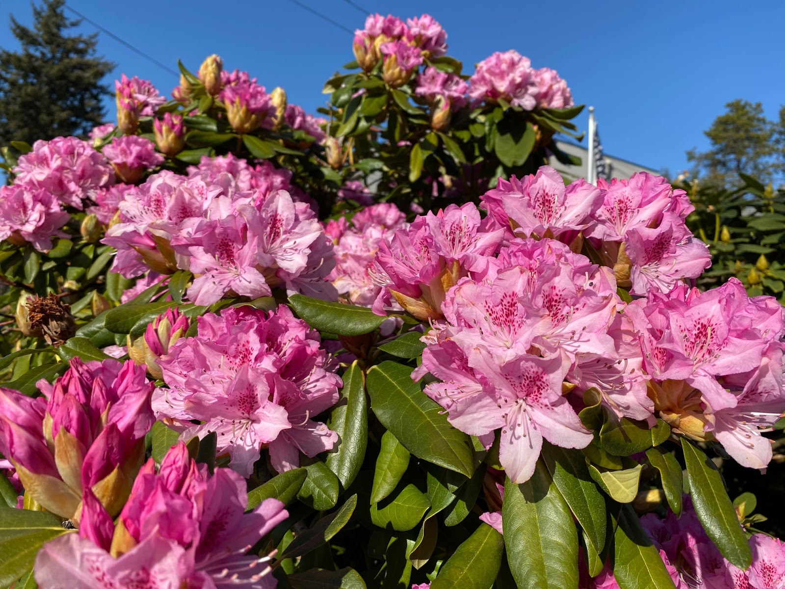 Rhododendron Cumberlandense Cumberland Azalea Care And Culture