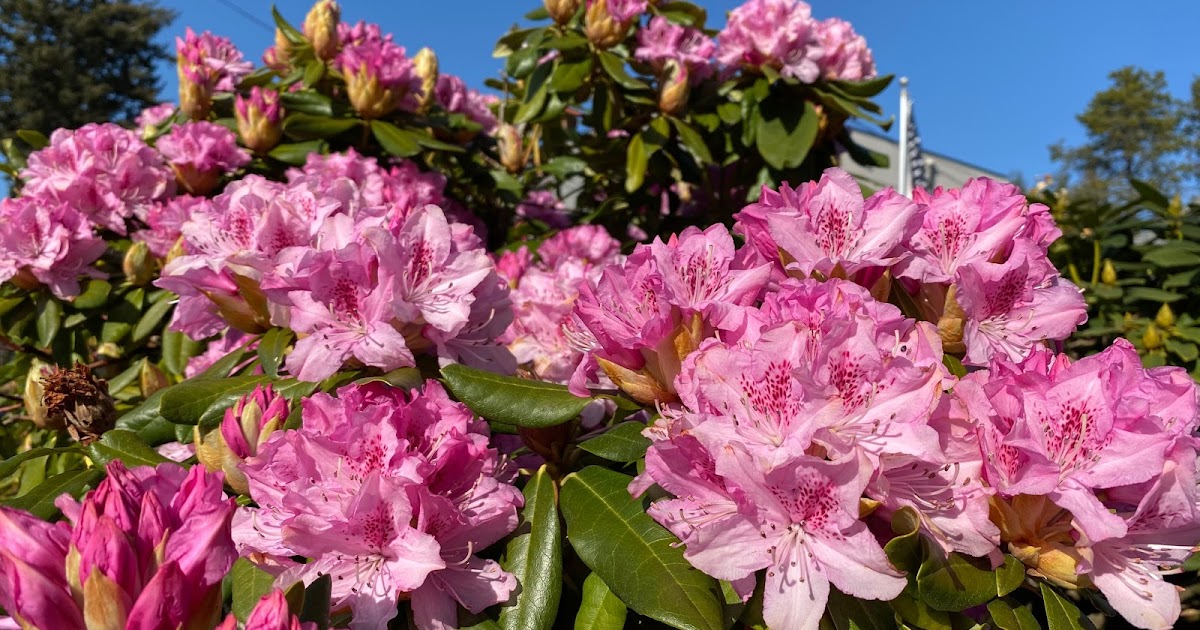 Tanza Erlambang Update Does Azalea Blooms Once A Year