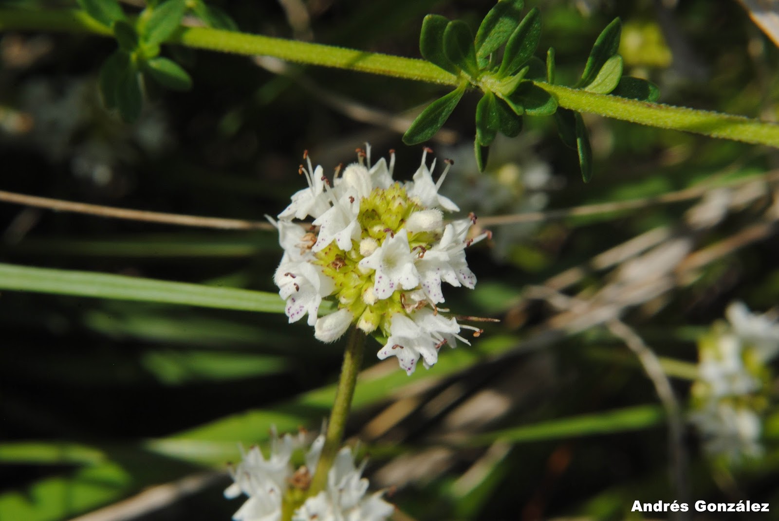 FOTOS DE FLORA NATIVA Y ADVENTICIAS DE URUGUAY Cunila microcephala