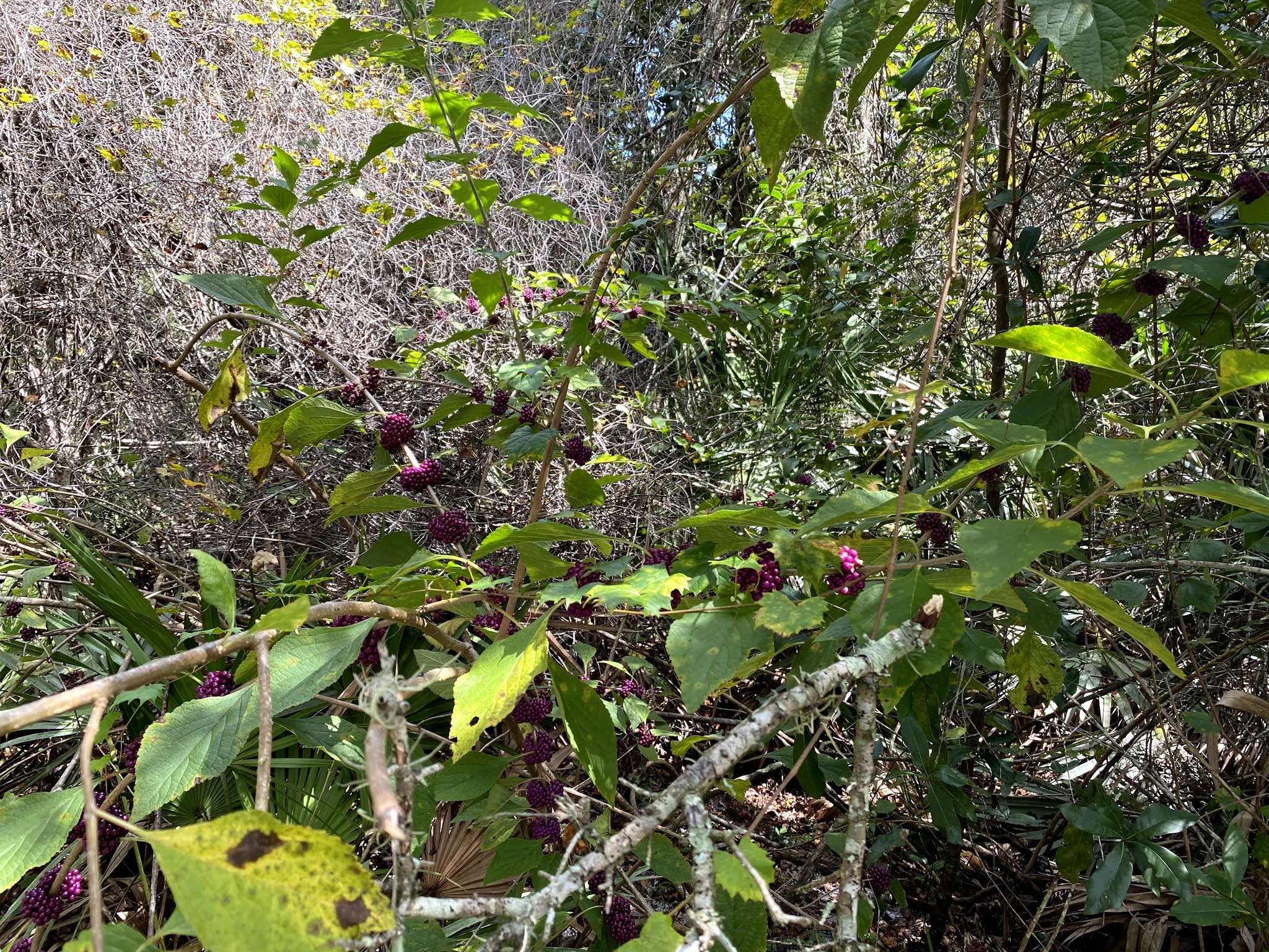 Shadow Bay Park Orlando Florida Travel Ideas