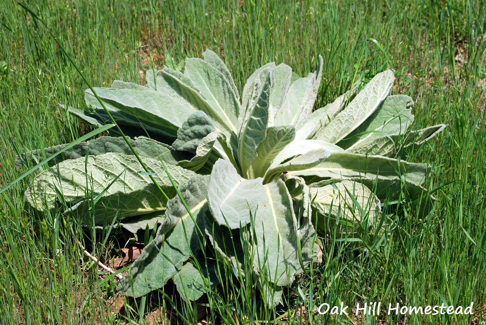 Discover the Versatility of Fuzzy Leaf Weed Ames Farm Center
