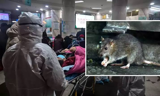 Muncul Virus Baru di China Selain Corona, #Hantavirus Bisa Membunuh dalam Hitungan Jam Muncul Virus Baru di China Selain Corona, #Hantavirus Bisa Membunuh dalam Hitungan Jam