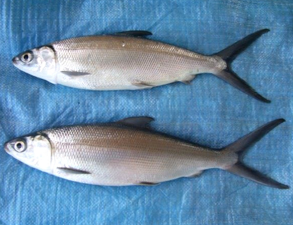 milkfish, about milkfish, milkfish appearance, milkfish breeding, milkfish care, caring milkfish, milkfish color, milkfish characteristics, milkfish eggs, milkfish facts, milkfish farms, milkfish farming, milkfish history, milkfish info, milkfish images, milkfish lifespan, milkfish origin, milkfish photos, milkfish pictures, milkfish rarity, raising milkfish, milkfish size, milkfish uses, milkfish varieties, milkfish weight