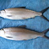 Milkfish