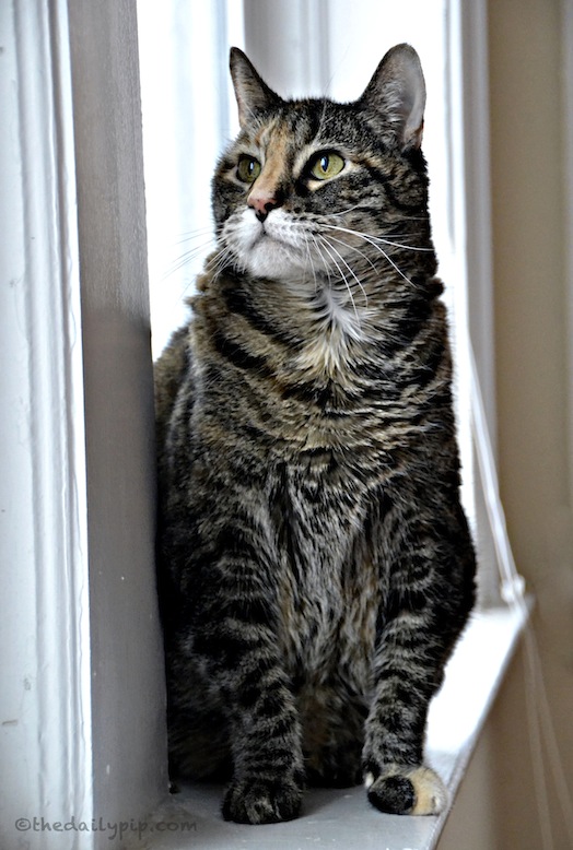 special needs adoption adopting a senior cat