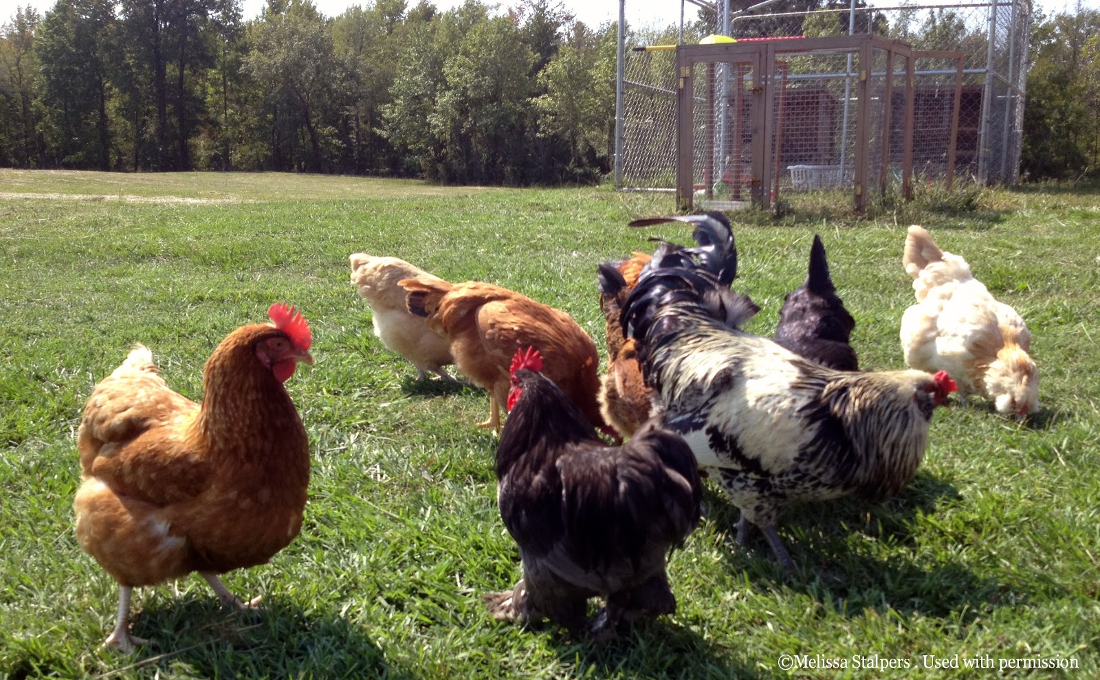 The Chicken Chick\u00ae: Quarantine of Backyard Chickens: When 