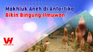 Makhluk Aneh di Samudera Antartika Makhluk Aneh di Samudera Antartika