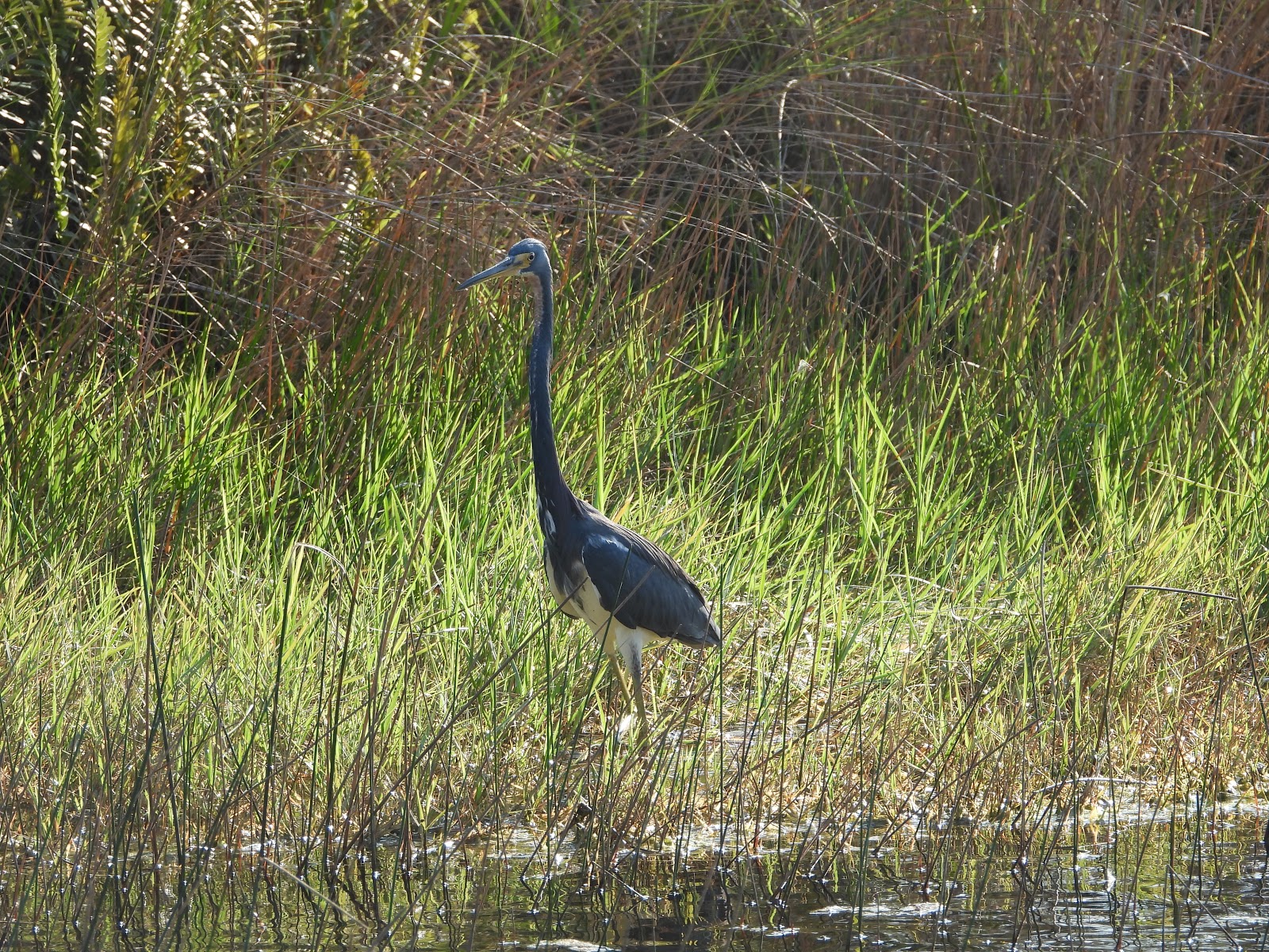 Bird & Travel Photos, Birding Sites, Bird Information TRICOLORED HERON