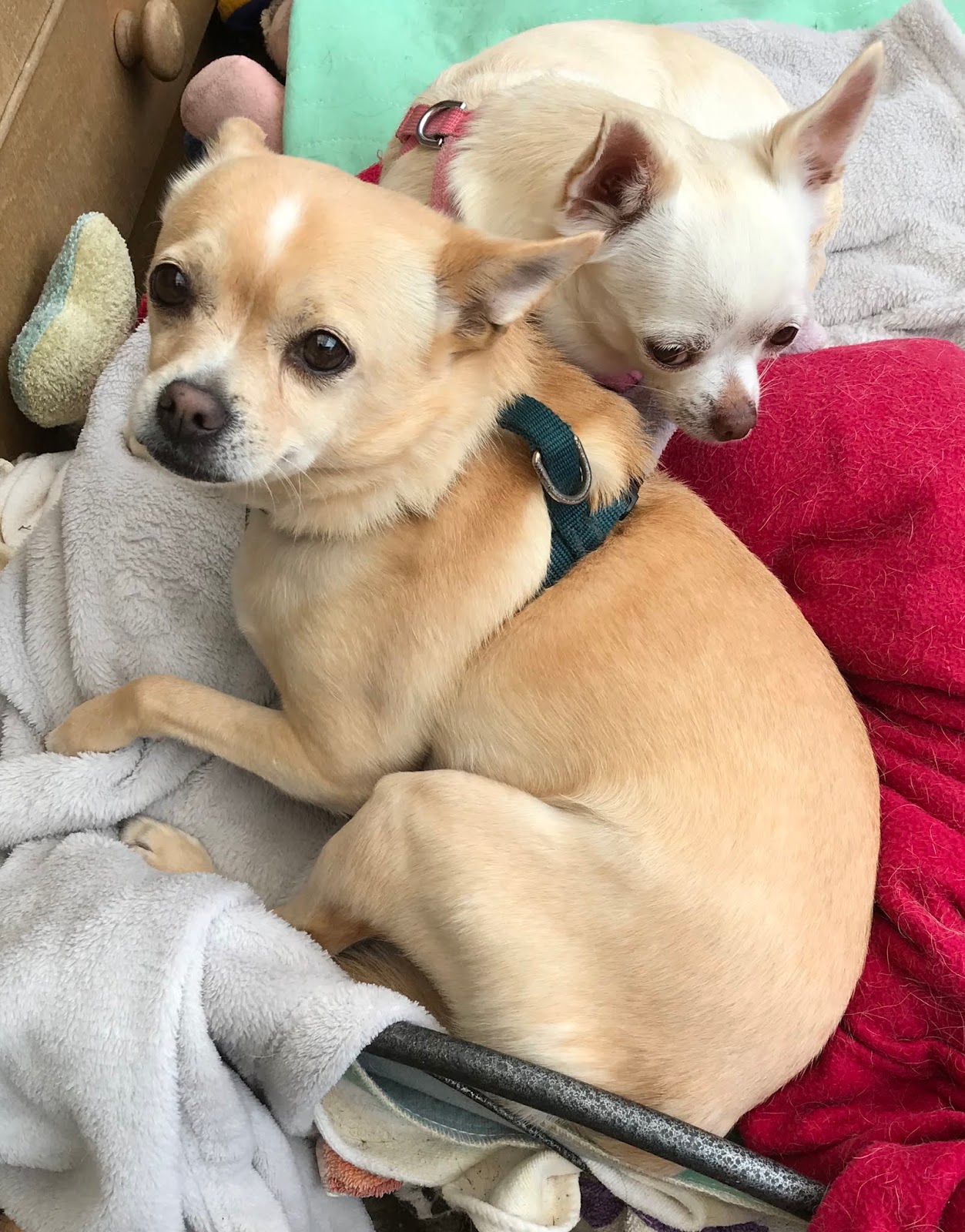 Chihuahua Rescue Illinois - fazw09x