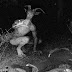 Assustador: Homem bode é capturado por câmera de trilha e intriga internautas de todo o mundo!