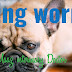 Ringworm-Maaz veterinary Doctor