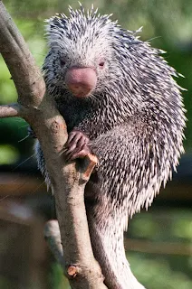 Congo Basin porcupine