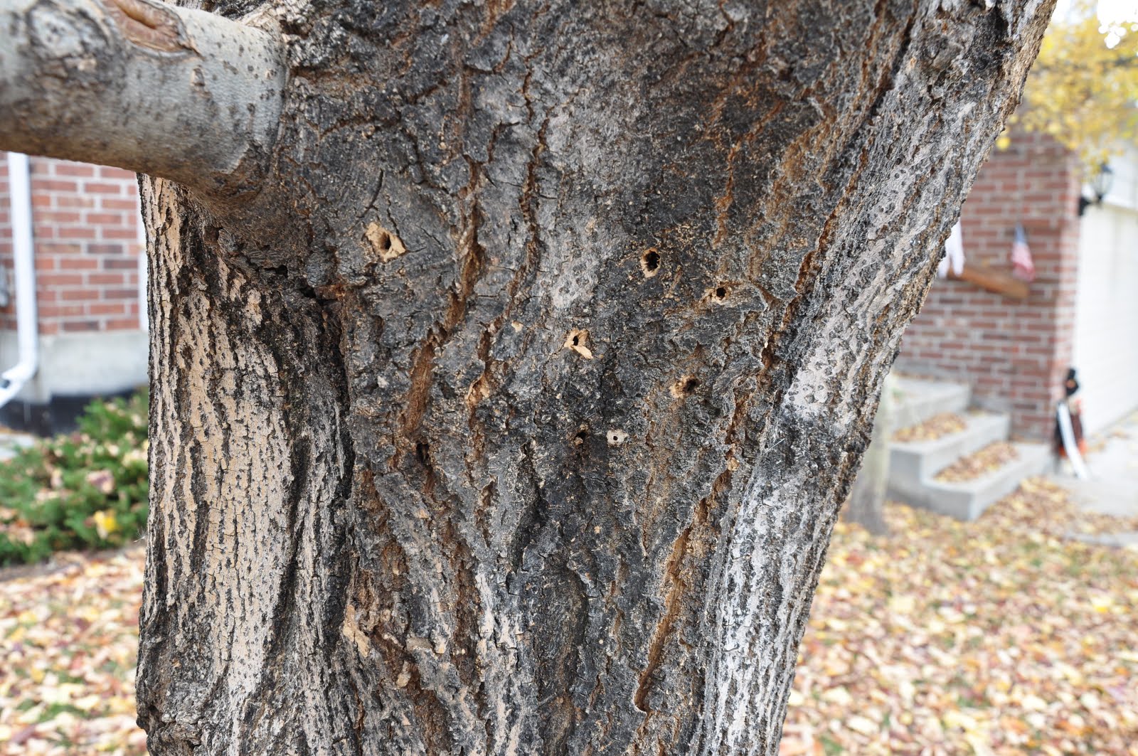COHorts Lilac Ash Borer