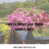 Pink Flowers And Their Significance