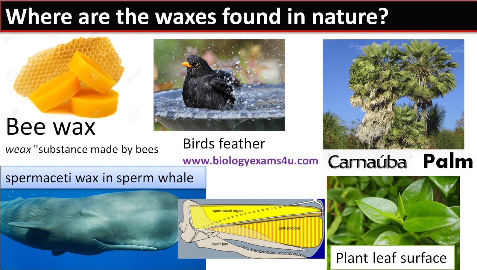 What are Waxes? Structure, Beeswax formation & Function