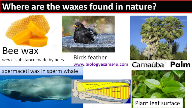 common waxes found in nature