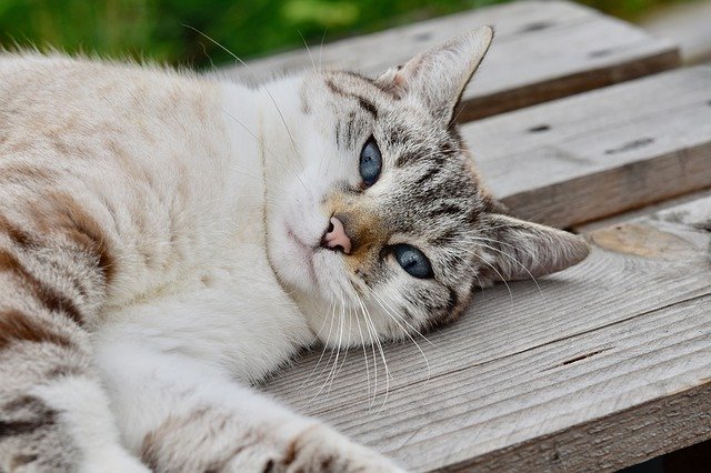 Hasil Penelitian Menunjukkan Manfaat Memelihara Kucing, dari manfaat kesehatan hingga kecerdasan