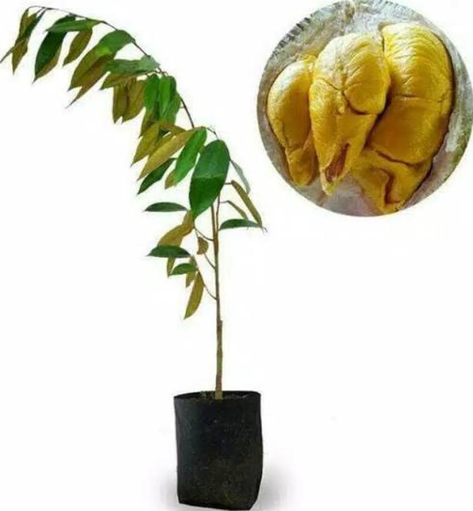 Bibit durian Montong Papua