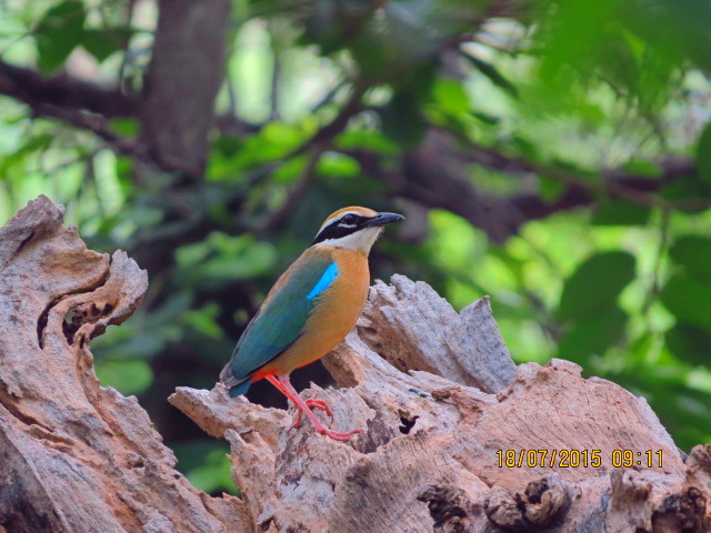 Colorful Birds in india : Indian Pitta
